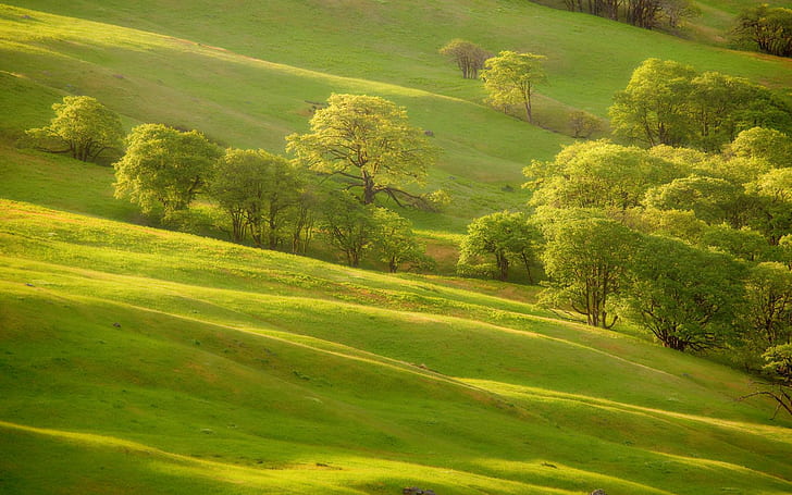 Bäume Hügel, Landschaften, Hügel, Bäume, HD-Hintergrundbild