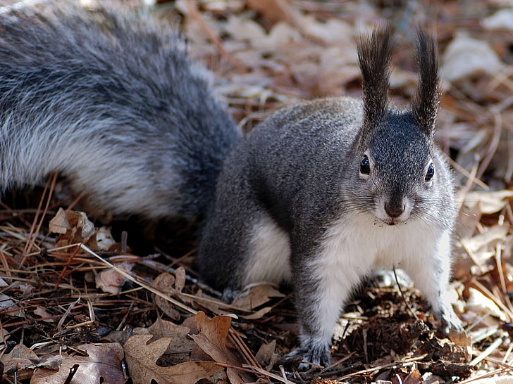aberts squirrel, close up, dry leaves, squirrel, tassel eared squirrel, wildlife, HD wallpaper