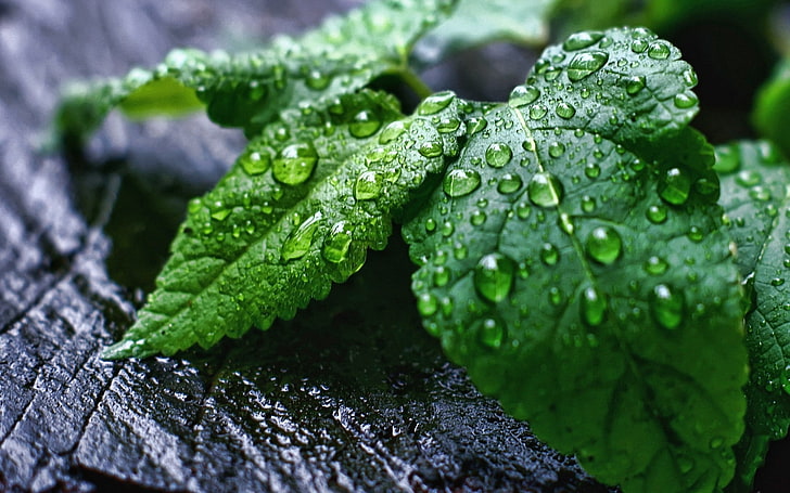 Wet Leaves, green coleus plant, Nature, Scenery, leaves, water drop, HD wallpaper