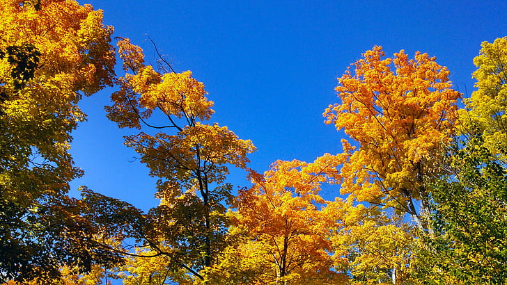 automne, paysage, feuille, feuilles, nature, arbres, Fond d'écran HD