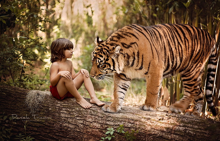 nature, tiger, tree, animal, predator, boy, trunk, log, Mowgli, child, HD wallpaper