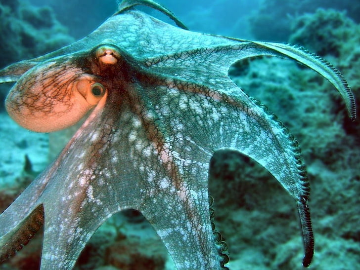 hewan, gurita, biota laut, bawah air, laut, Wallpaper HD