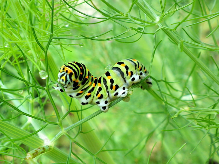 monarch butterfly caterpillar, caterpillar, green, a blade of grass, HD wallpaper