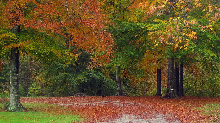 秋、道路、木、森、葉、 HDデスクトップの壁紙