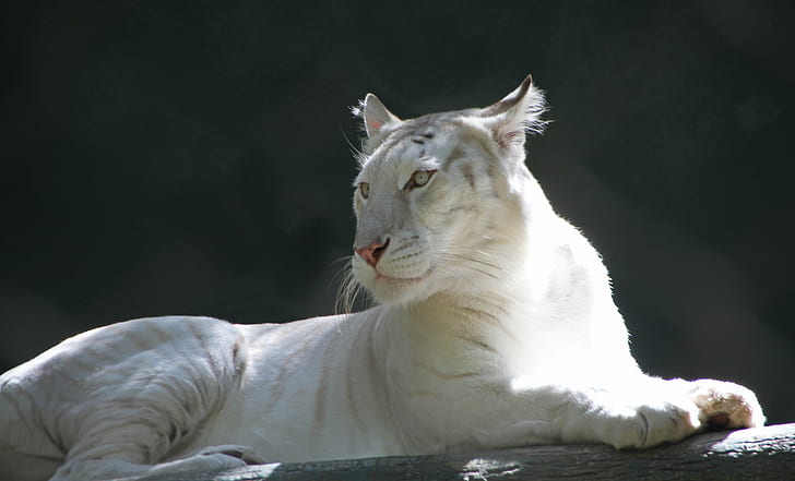 Albino Tiger photo, White Tiger, foto, Las Vegas, Mirage, Secret Garden, Big Cat, Cats, animal, carnívoro, felino, naturaleza, vida silvestre, mamíferos, gato no domesticado, bigote, Fondo de pantalla HD