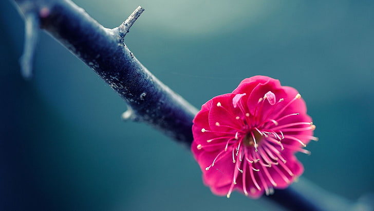 flowers, nature, blossoms, twigs, pink flowers, HD wallpaper