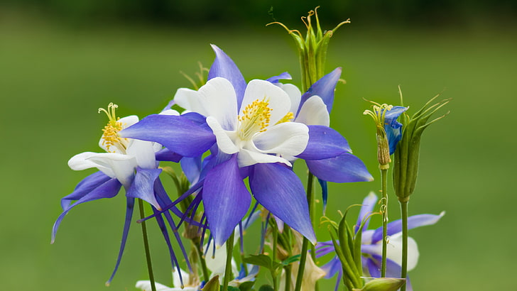 พืชดอกไม้ดอกไม้สีฟ้า, วอลล์เปเปอร์ HD
