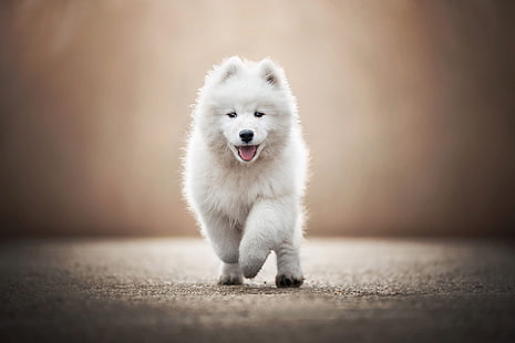 Anjing, Samoyed, Baby Animal, Dog, Pet, Puppy, Wallpaper HD HD wallpaper