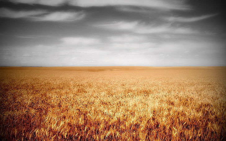 campo, plantas, trigo, cielo, paisaje, Fondo de pantalla HD