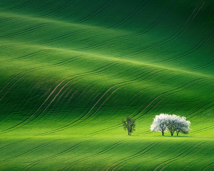 white leafed tree, Grassland, Landscape, Green, Huawei MediaPad M5, Stock, HD, HD wallpaper