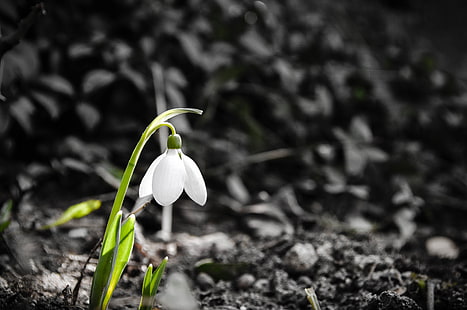 white snowdrop flower, spring, nature, plants, HD wallpaper HD wallpaper