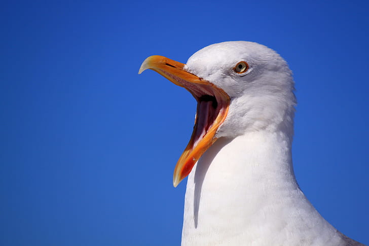 Seagull, Bird, Scream, HD wallpaper