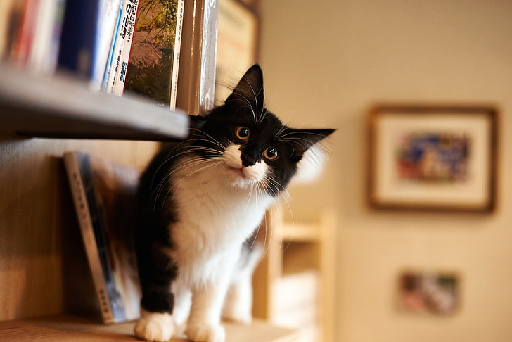 black and white cat, cat, books, HD wallpaper