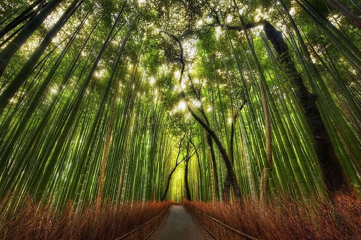 пейзаж, природа, бамбук, гора, дървета, HD тапет