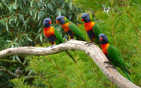 four rainbow parakeets, animals, nature, parrot, birds, lorikeet, HD wallpaper HD wallpaper