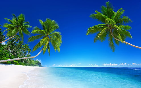 coconut trees on seashore under blue sky, Beach, Tropical, Sunny, Beautiful, 5K, HD wallpaper HD wallpaper