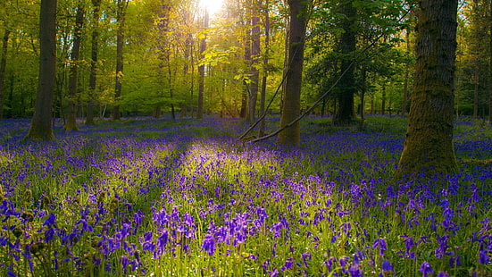 лилаво лавандулово цвете поле, пейзаж, цветя, гора, слънчева светлина, сини цветя, HD тапет HD wallpaper