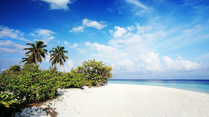 weiße und grüne Bäume malen, Strand, Palmen, HD-Hintergrundbild