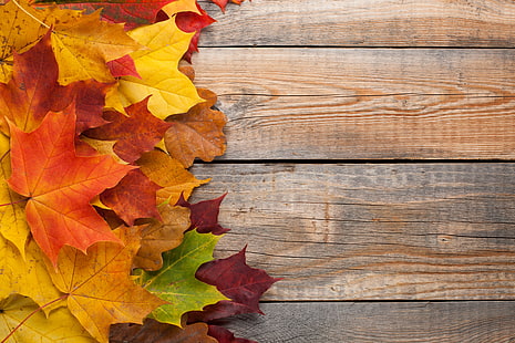 الخريف ، الأوراق ، الخلفية ، الملونة ، قوس قزح ، القيقب ، الخشب، خلفية HD HD wallpaper