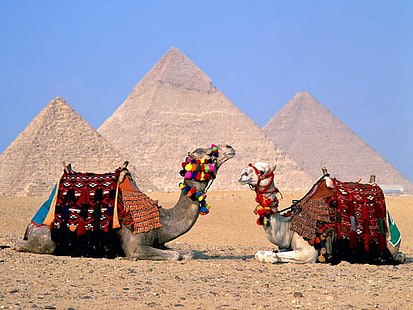 Egypten Cairo Camels HD, världen, resor, resor och världen, egypten, kameler, kairo, HD tapet HD wallpaper