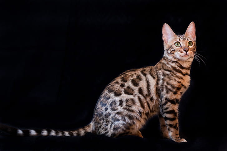 the dark background, Kitty, color, Bengal Cat, HD wallpaper