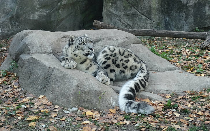 Katzen, Schneeleopard, Großkatze, Leopard, Rock, HD-Hintergrundbild