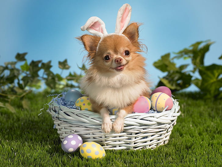 Bunny Wishes You a Happy Easter, tan and white long haired chihuahua, happy, bunny, wishes, easter, HD wallpaper