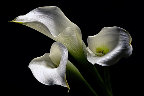 คาล่าดอกไม้ดอกลิลลี่สีขาว, วอลล์เปเปอร์ HD HD wallpaper