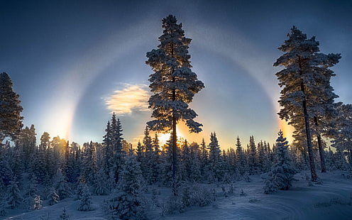 ป่าฤดูหนาวหิมะต้นสนพระอาทิตย์ตกป่าฤดูหนาวหิมะต้นสนต้นไม้พระอาทิตย์ตก, วอลล์เปเปอร์ HD HD wallpaper