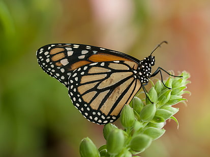 Male Monarch Butterfly perching on green plant closeup photogrwaphy, monarch butterfly, Monarch Butterfly, Male, green plant, closeup, America, California, Conservatory of Flowers, Golden Gate Park, Milkweed Butterfly, Butterfly  Monarch, San Francisco, US, USA, animal, captivity, family  favourites, holiday, indoors, insect, leaf, plant, portfolio, vacation, west coast, wildlife, butterfly - Insect, nature, animal Wing, beauty In Nature, multi Colored, HD wallpaper HD wallpaper
