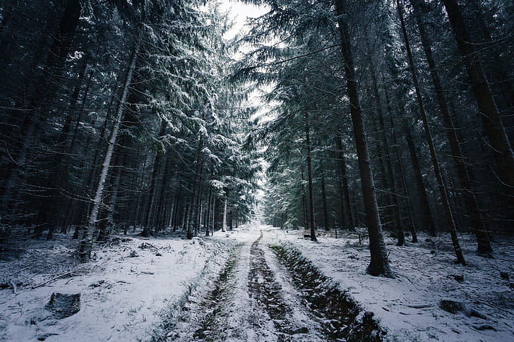 johannes hulsch forest winter snow trees road norway, HD wallpaper