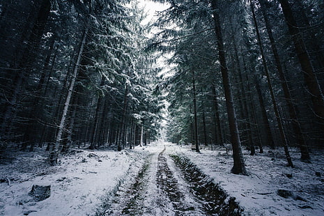 johannes hulsch forest winter snow trees road norway، خلفية HD HD wallpaper