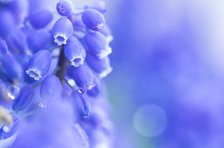 decoración de flores de color púrpura y blanco, flores, naturaleza, macro, colorido, Fondo de pantalla HD