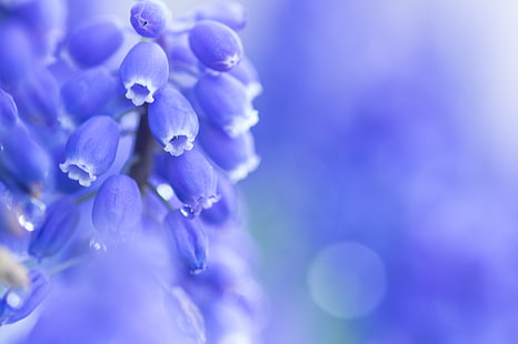 décor de fleurs violet et blanc, fleurs, nature, macro, coloré, Fond d'écran HD HD wallpaper