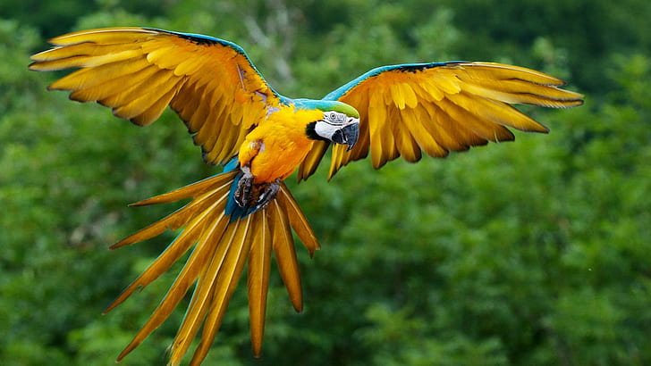 Parrot Flight, yellow and blue parrot, yellow, outside, tropical, parrot, green, flying, bird, animal, animals, HD wallpaper