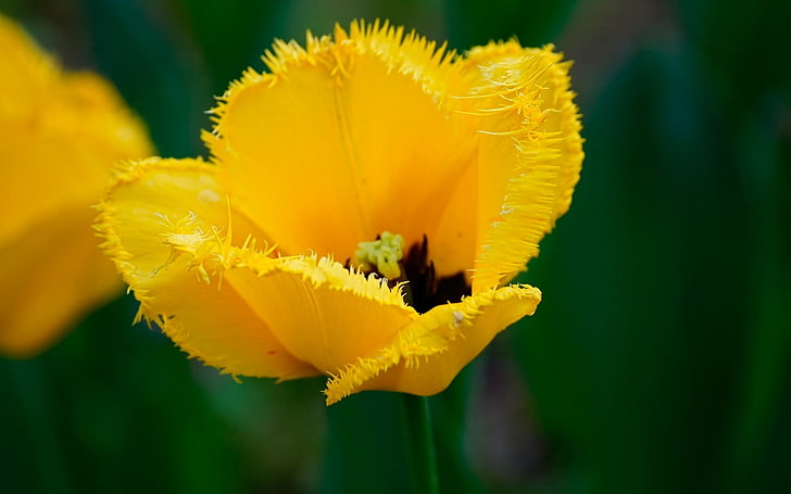 fleur pétale jaune, fleurs, nature, fleurs jaunes, Fond d'écran HD