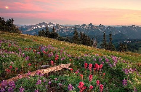 Mountain Field, różowa celozja, wzgórza, pole, góry, kwiaty, 3d i abstrakcyjne, Tapety HD HD wallpaper