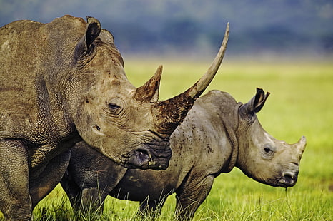 اثنين من رأس الغزلان البني والأسود ، وحيد القرن ، الحيوانات، خلفية HD HD wallpaper