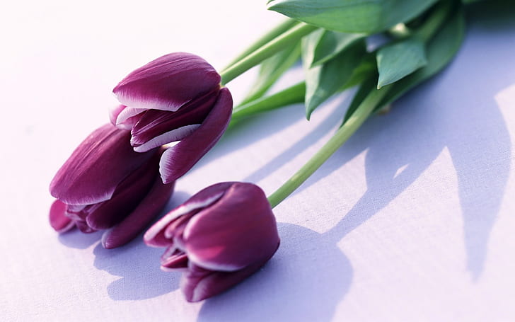Tulipani viola, viola, tulipano, Sfondo HD