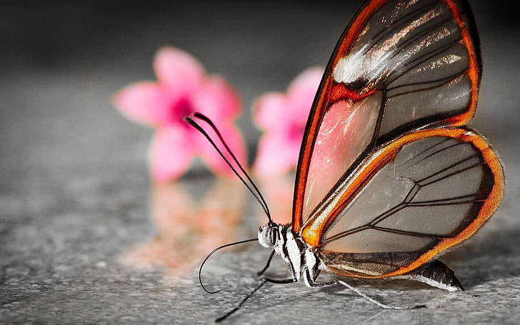 glasswing 나비 동물 HD 사진 바탕 화면, glasswing 나비, HD 배경 화면