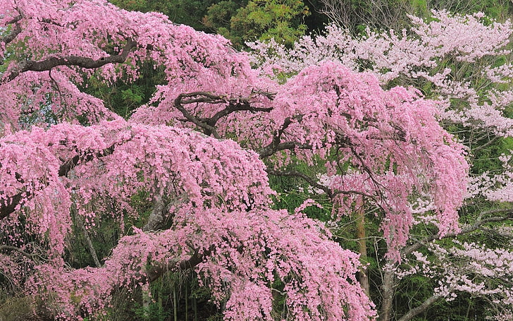 분홍색 벚꽃 나무, 나무, 꽃, 꽃, HD 배경 화면