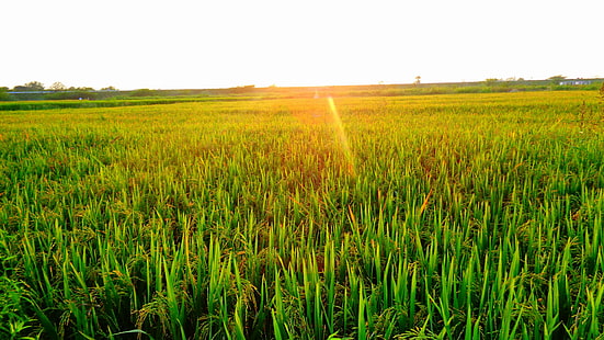 agricultural, evening sun, grain fields, HD wallpaper HD wallpaper