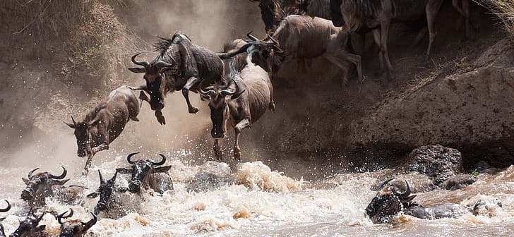 #NeverSettle, natur, djur, gnuer, Masai Mara, floddeltat, HD tapet