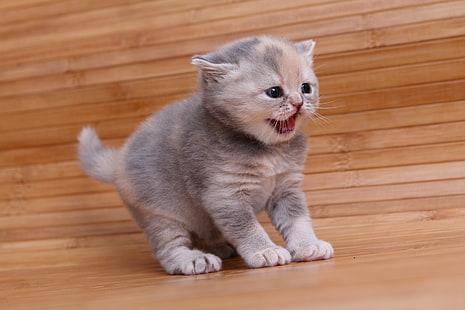 grey kitten, baby, kitty, pisklya, British Shorthair, HD wallpaper HD wallpaper