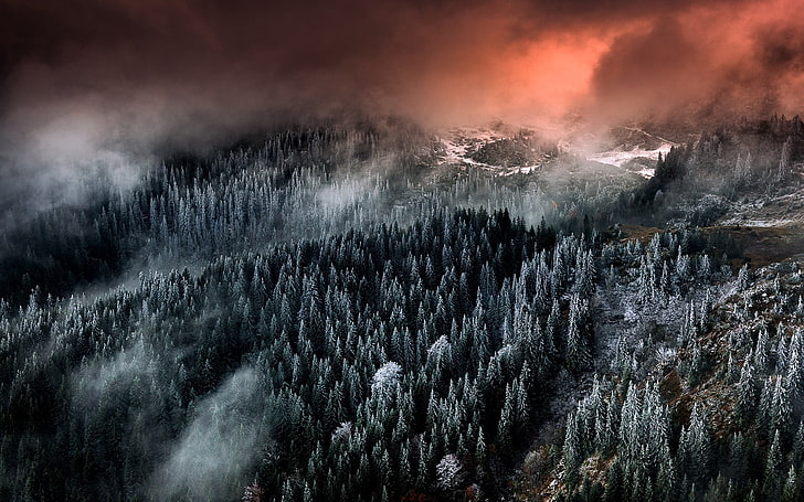 fågelperspektiv av skog, natur, landskap, berg, skog, moln, dimma, snö, träd, HD tapet
