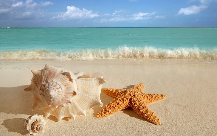 starfish kuning dan cangkang keong putih, cockleshells, starfish, tenggelam, pantai, laut, pantai, biru langit, horizon, Wallpaper HD