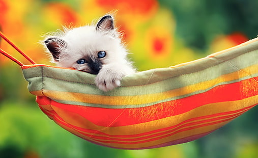 Nette Miezekatze, weißes persisches Kätzchen, niedlich, Sommer, Kätzchen, flaumig, siamesisch, entspannen sich, siamesische Katze, HD-Hintergrundbild HD wallpaper