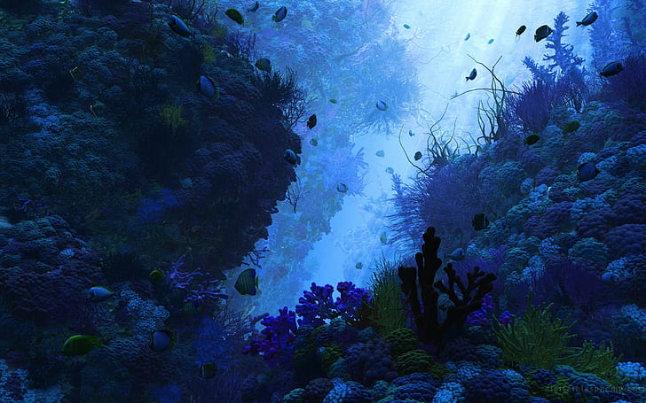 Fisch, Meer, Natur, Tiere, Unterwasser, HD-Hintergrundbild