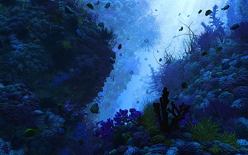 риба, море, природа, животни, под вода, HD тапет HD wallpaper