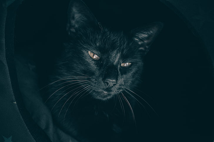 black cat, cat, black, muzzle, look, sleepy, HD wallpaper